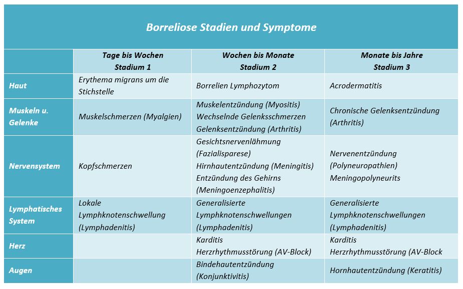 Borreliose Symptome und Stadien
